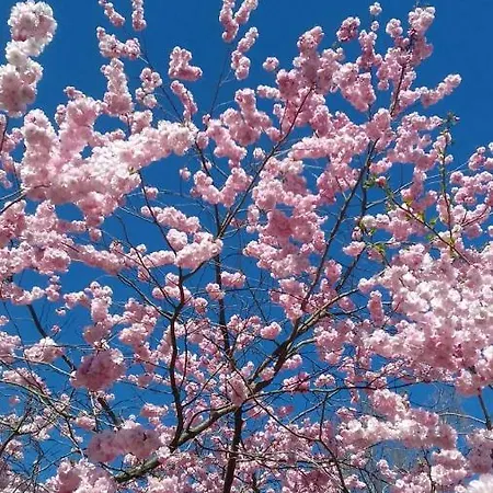 Rosenhaus Apartment Utersum